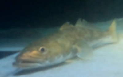 Investigadores UdeC avanzan hacia la reproducción en cautiverio de bacalao de profundidad